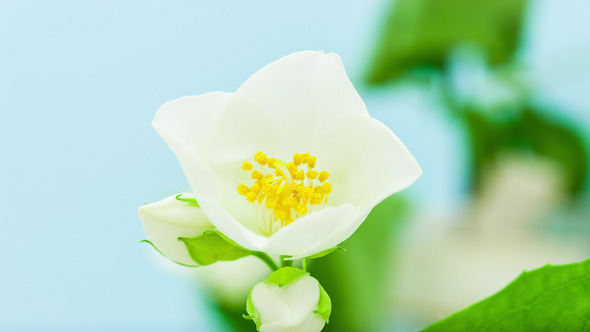 Jasmine Flower Blossoming