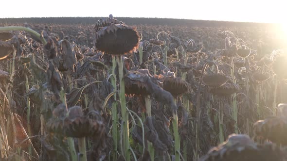 Drought Sunflower Field