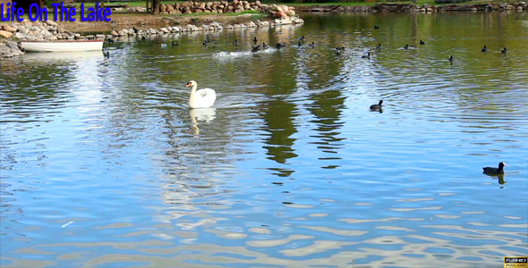 Life In The Lake