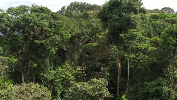 Aerial view showing an oil tube that appears after flying through a tropical rainforest