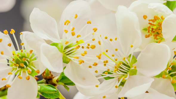 Wild Plum Flower 3