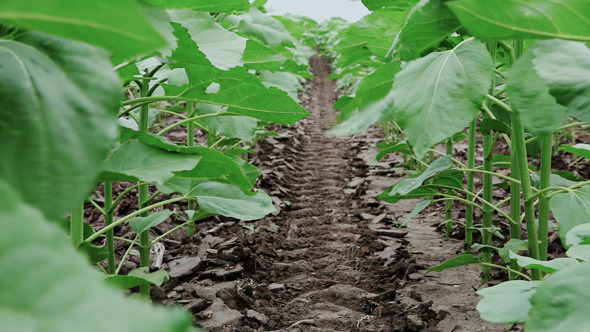 Sunflower Plants 1