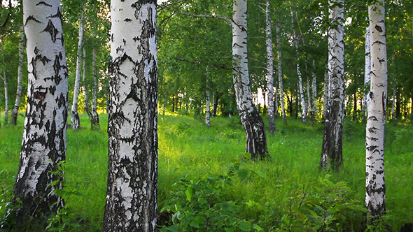 Summer Birch Forest In Russia