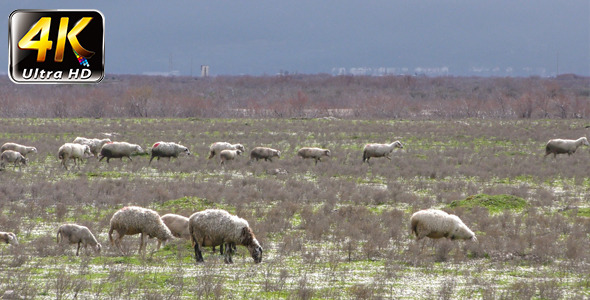 Sheep in Nature Field 