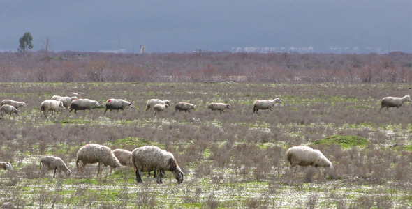 Sheep in Nature Field
