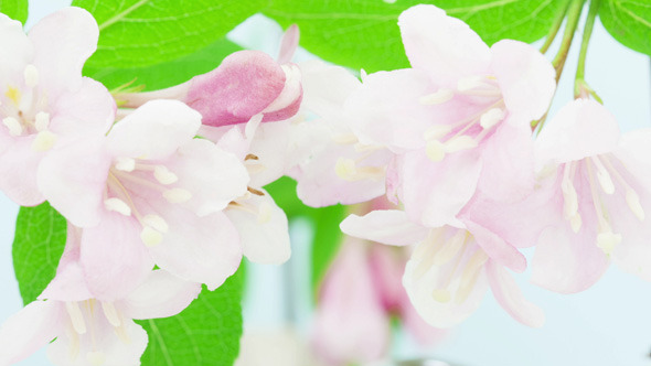 Weigela Florida Flower