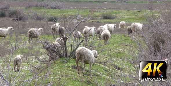 Sheep in Nature Field 2