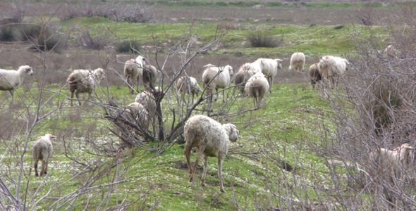 Sheep in Nature Field 2
