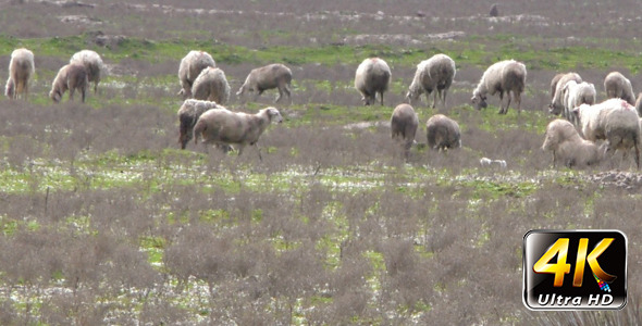Sheep in Nature Field 3