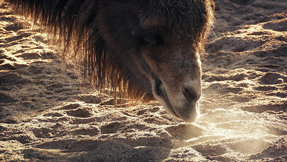 Camel Sniffs Around Desert Floor In Morning