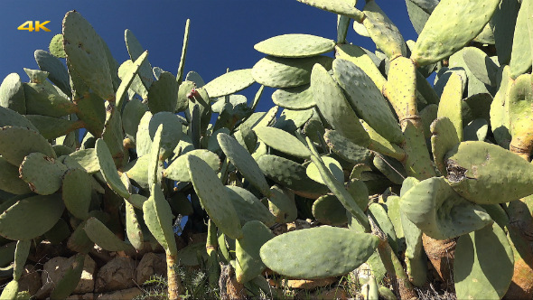 Cactus Forest