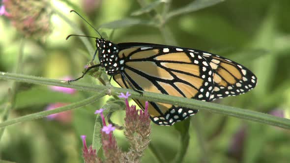 Butterfly On Flower (1 Of 2)