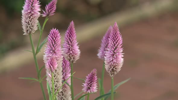 Pink Wild Flowers Growing Along The Sidewalk