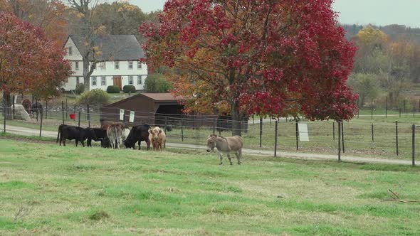 Herd Of Cattle Grazing (1 Of 9)