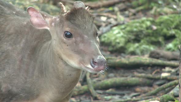 Red Brocket Deer (1 Of 3)