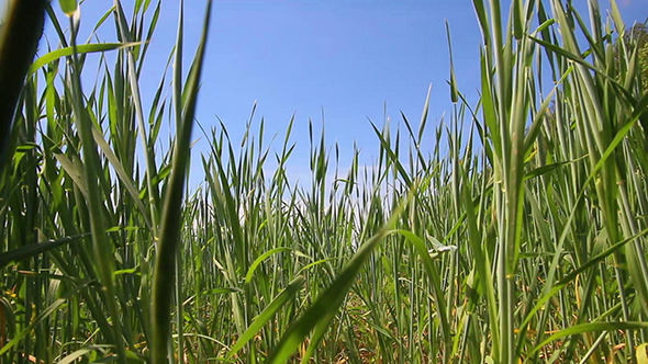 Green Wheat