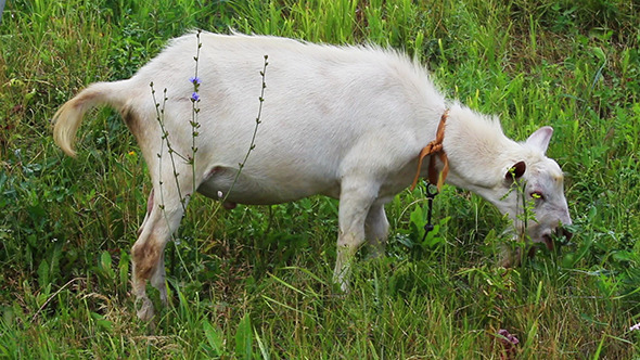 Grazing White Goat