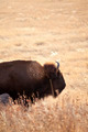 wild american bison - PhotoDune Item for Sale
