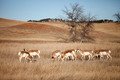 herd of pronghorn antelope - PhotoDune Item for Sale
