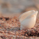 White Sea Shell - VideoHive Item for Sale