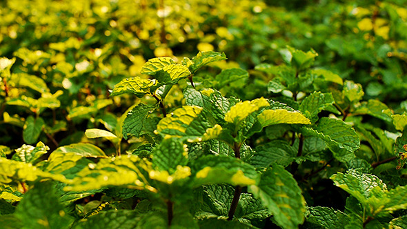 Field of Mints Leaf 01