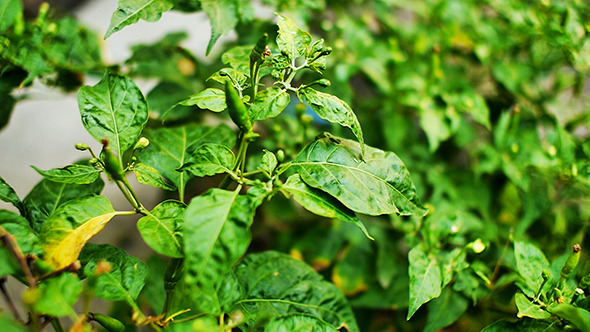 Green Chili Garden Plant