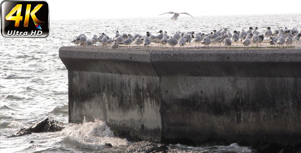 Seagulls near the Seaside