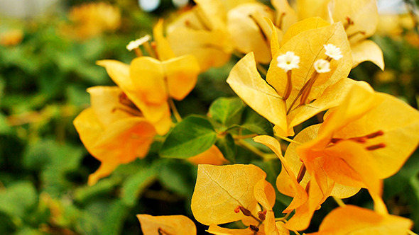 Paper Flower, Bougainvillea Hybrida Orange