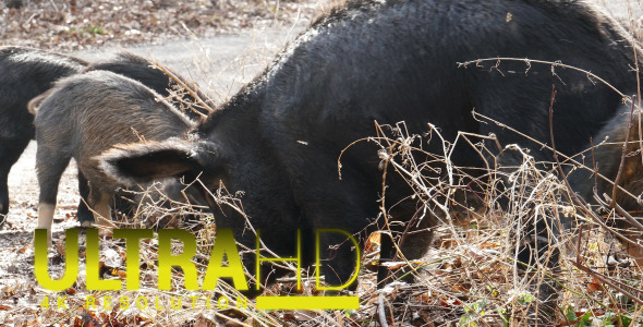 Wild Pigs with his Mother 4