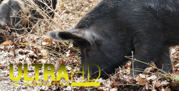 Wild Pigs with his Mother 5