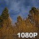 Cirrus Clouds Rush over Pine Trees - VideoHive Item for Sale