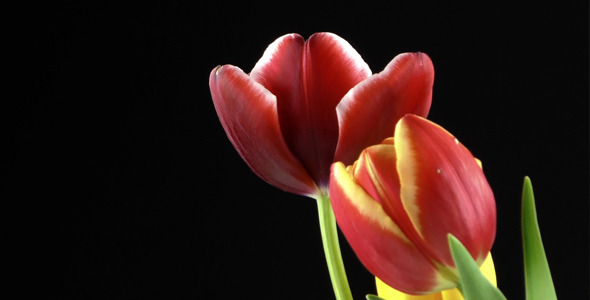 Tulips on Black Background 1