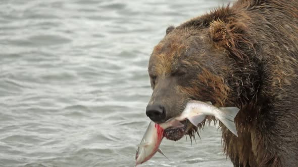 Old Brown Bear with Scars Catch Fish