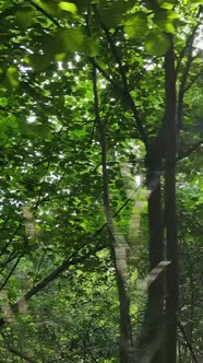 Vertical Video of Green Forest By Day