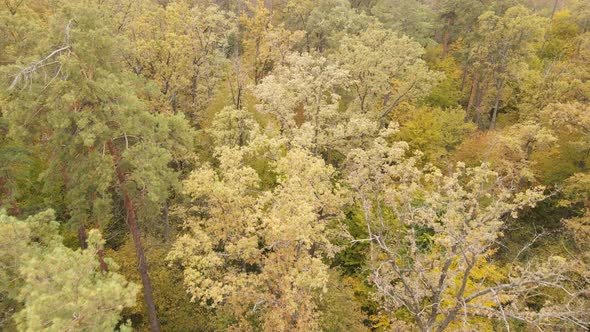 Autumn Forest with Trees By Day
