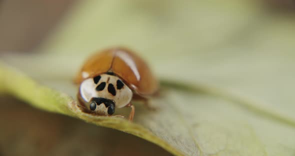 Macro shot of ladybuy without spots and reflecting wings walking across leaf surface. Extreme close