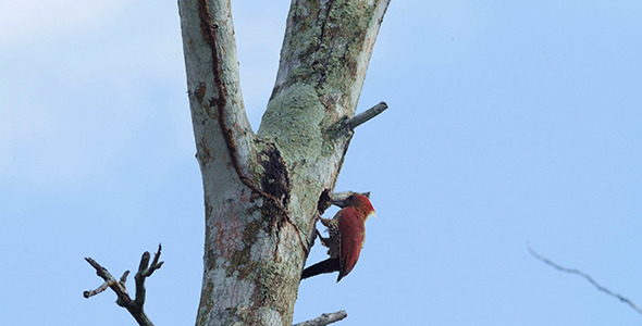 Banded Woodpecker (Picus Miniaceus) 04