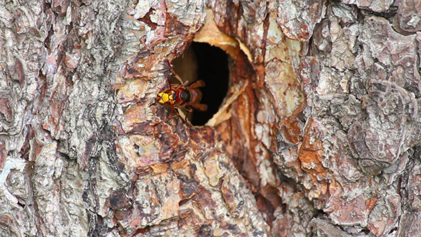 Hornet's Nest In Tree Hollow