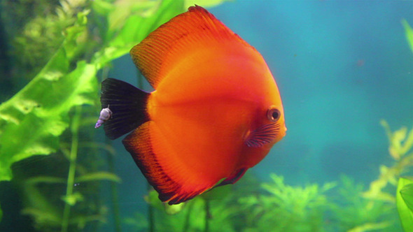 Red Discus Fish In Aquarium