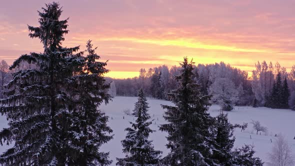 Spruce Trees at Sunrise