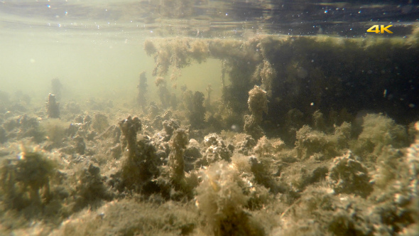 Natural Real Mossy Swamp Underwater 1