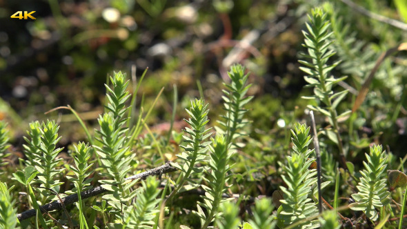 Moss Covered Surface With Slider