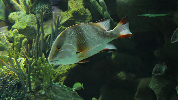 Lutjanus Sebae - Tropical Fish Underwater