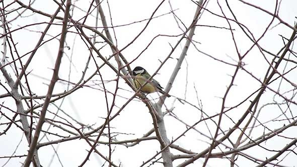 Titmouse Bird Chirping