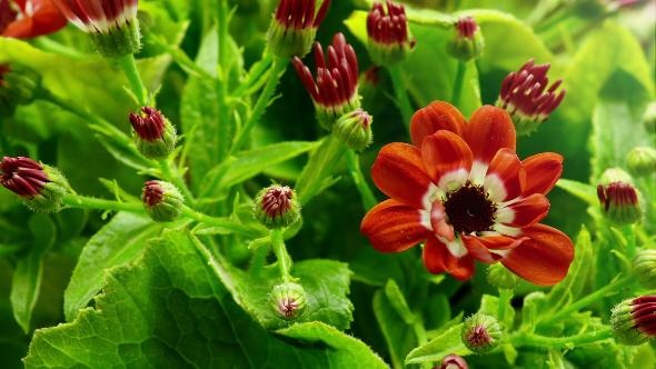 Young Plant with Red Flowers Blooming