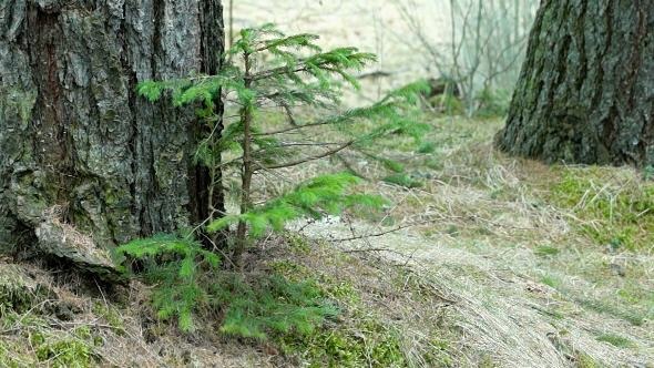 Young Fir Tree Swaying in a Strong Wind