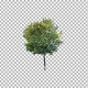 Real Tree Isolated in the Wind 3 - VideoHive Item for Sale
