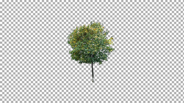 Real Tree Isolated in the Wind 3