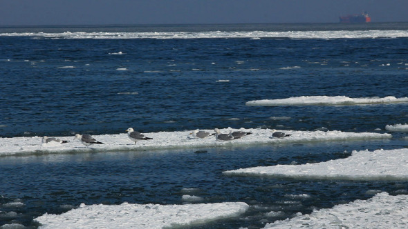 Seagulls on ice Floes Drifting in the Sea
