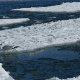 Seagull on ice Floes Drifting in the Sea - VideoHive Item for Sale